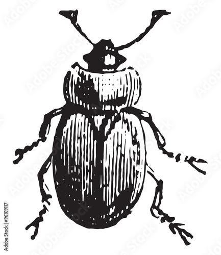Sap beetle, vintage engraving. photo