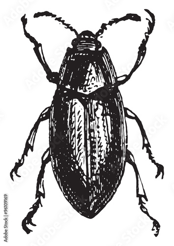 Helops, vintage engraving. photo