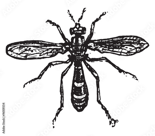 Conops, vintage engraving.