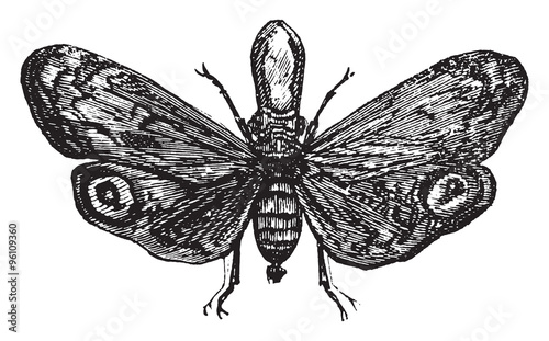 Fulgora laternaria, vintage engraving. photo
