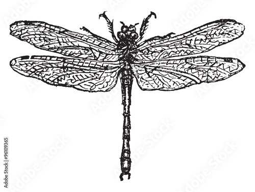 Dragonfly, vintage engraving.