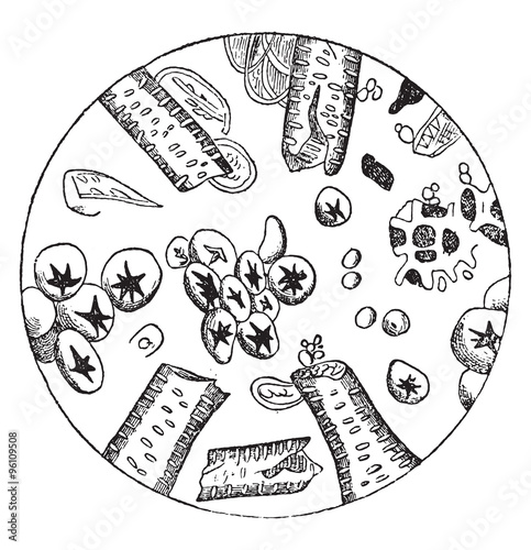 Coffee falsified, farina of oak acorn, fragments of chicory, vin