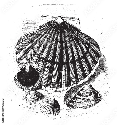Food mollusk, two-thirds reduction, vintage engraving.
