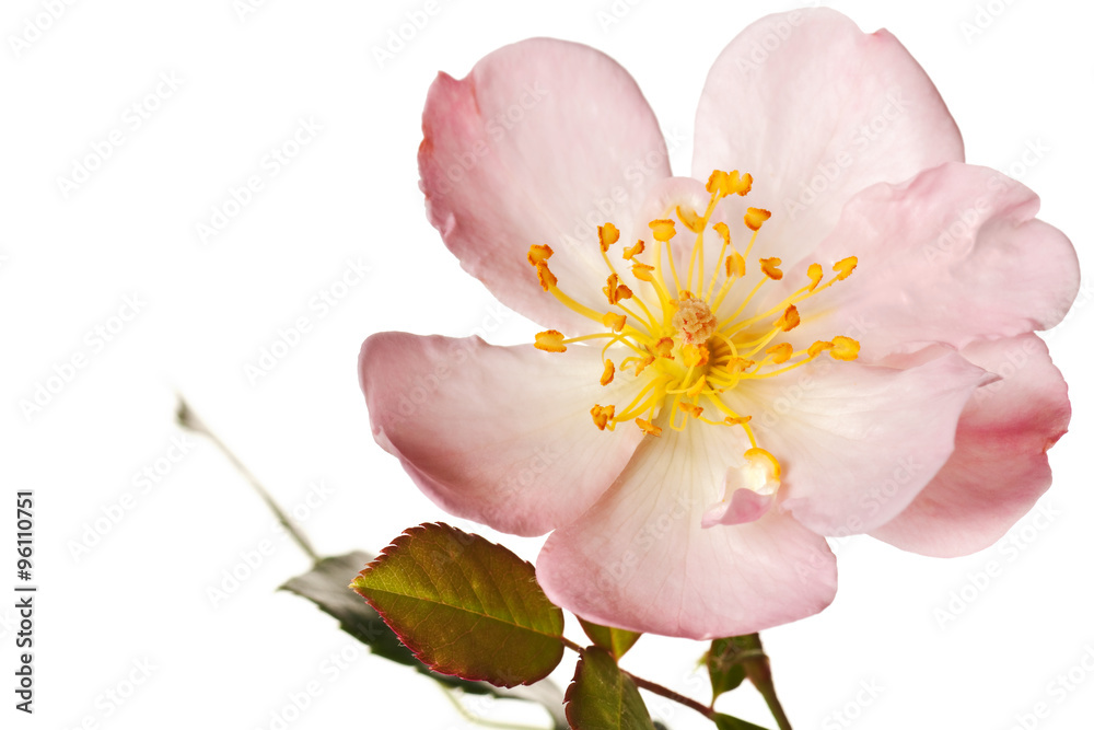 Naklejka premium pink garden rose isolated