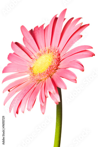 pink daisy isolated