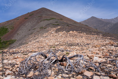 Dry cedar bush on the mountainside. Magadan Region. Russia.