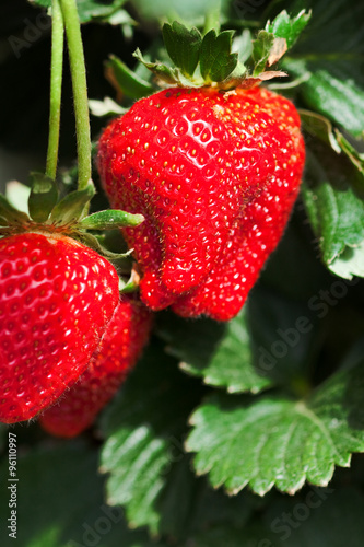 ripe strawberries on a plant