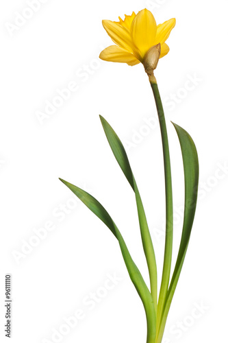 Fototapeta Naklejka Na Ścianę i Meble -  yellow daffodil isolated on white background