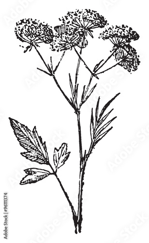 Anise, vintage engraving.