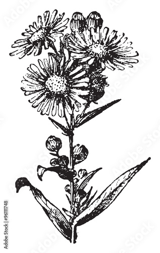 Aster, vintage engraving.