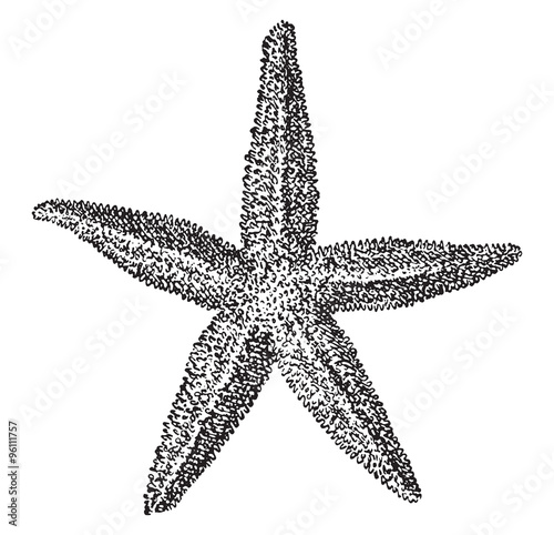 Starfish, vintage engraving.