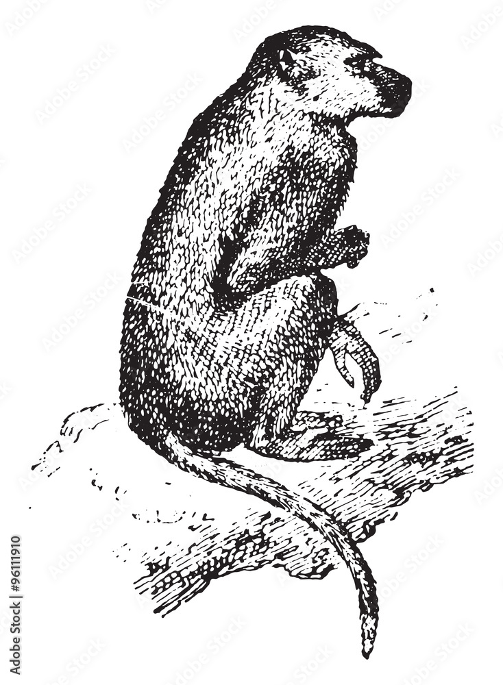 Fototapeta premium Baboon, vintage engraving.