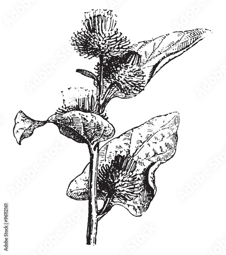 Burdock, vintage engraving.