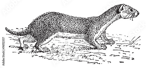 Weasel, vintage engraving.