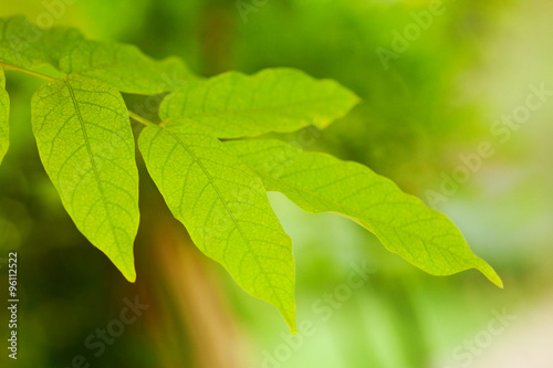 leaf background
