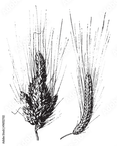 Wheat, vintage engraving.