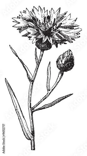 Cornflower, vintage engraving.