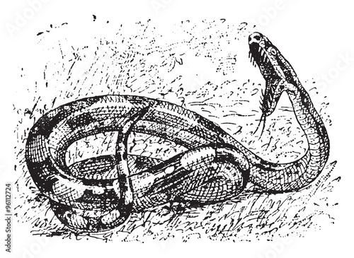 Boa, vintage engraving.