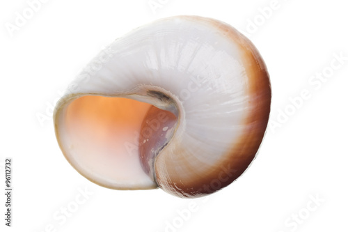 Seashell isolated