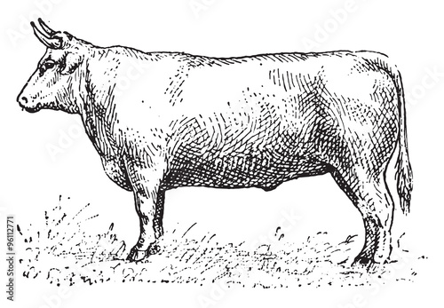 Ox, vintage engraving.