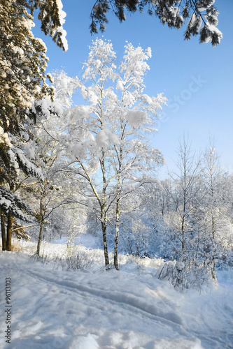 beautiful winter landscape with a snow-covered forest 
