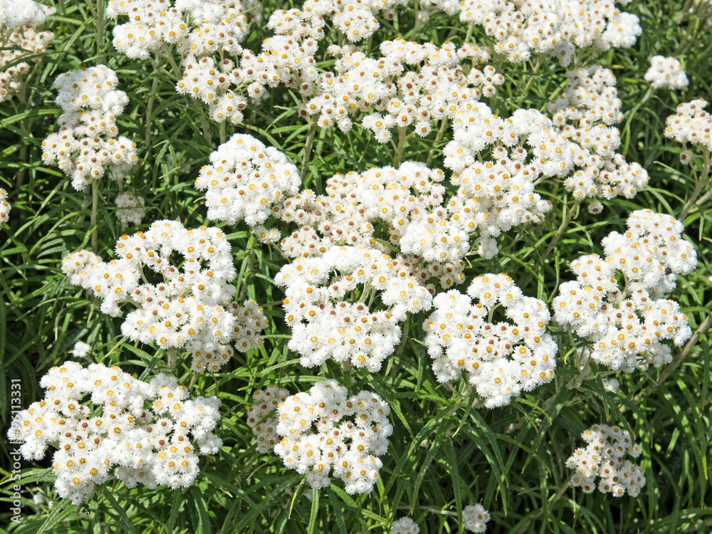 Perlkörbchen - Anaphalis Perlkörbchen - Anaphalis