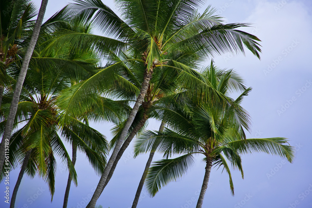 palm trees