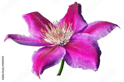 Pink and purple clematis isolated