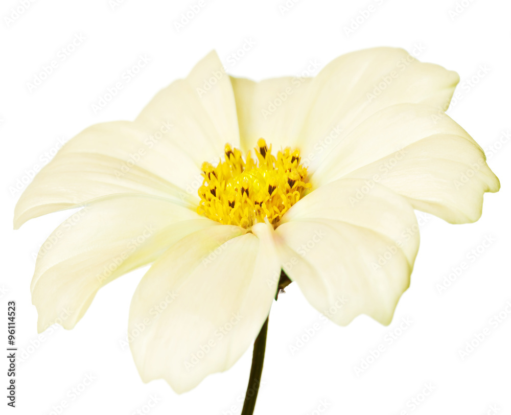 daisy isolated