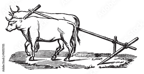 Polish plow, vintage engraving.