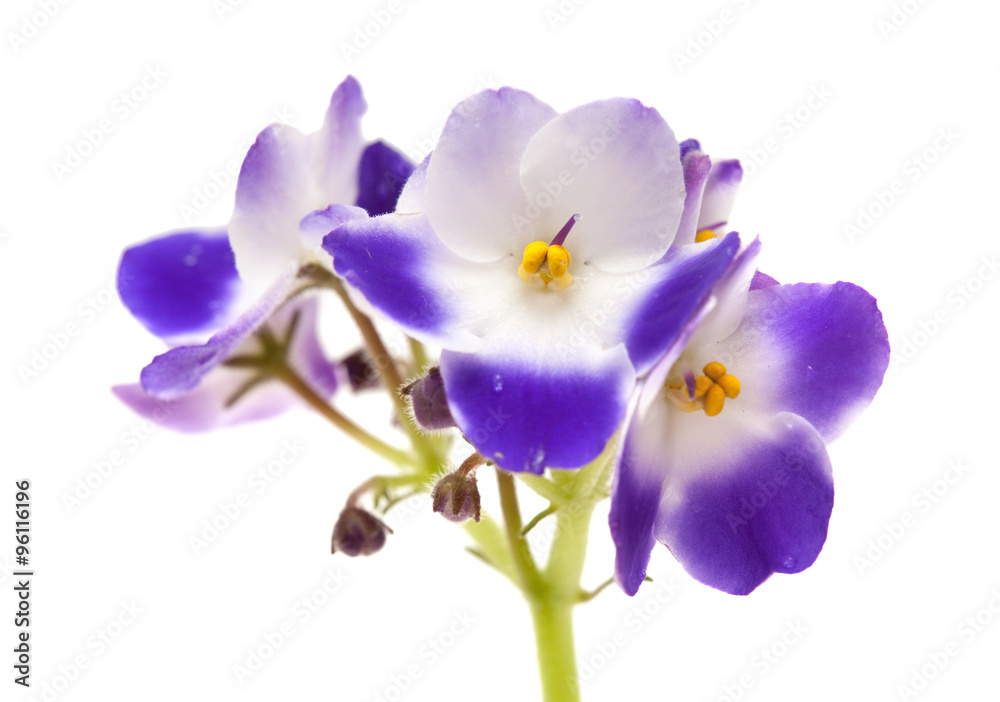 white and blue african violet white and blue african violet