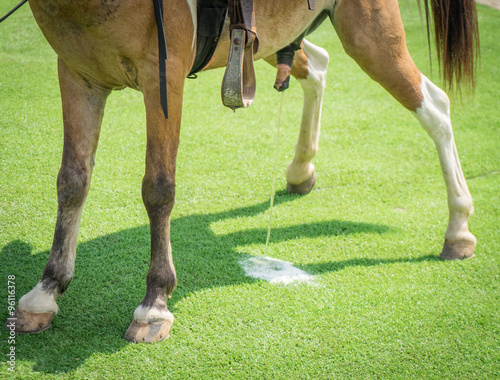 Obraz na plátne Horse urine