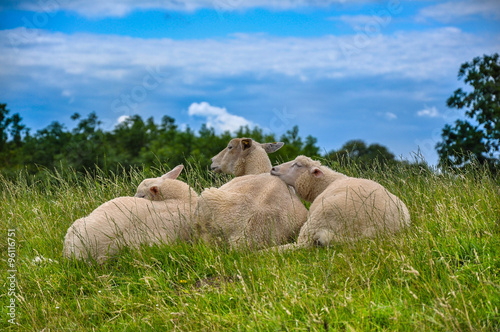 Gruppe von Schafen in Ostfriesland © mathias.elle