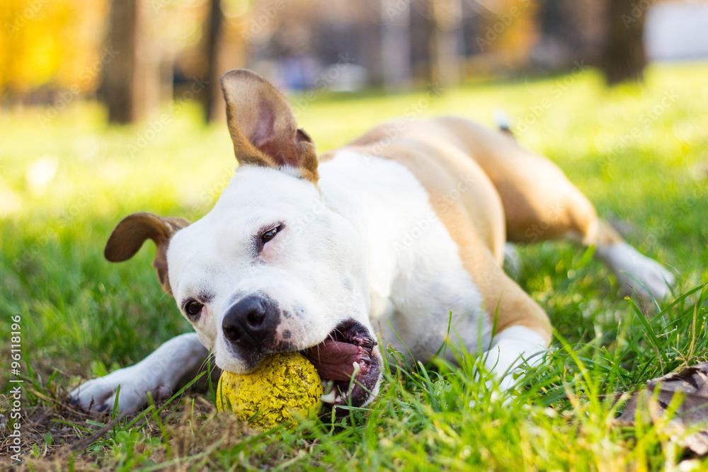 Dog chews ball, sunny day 