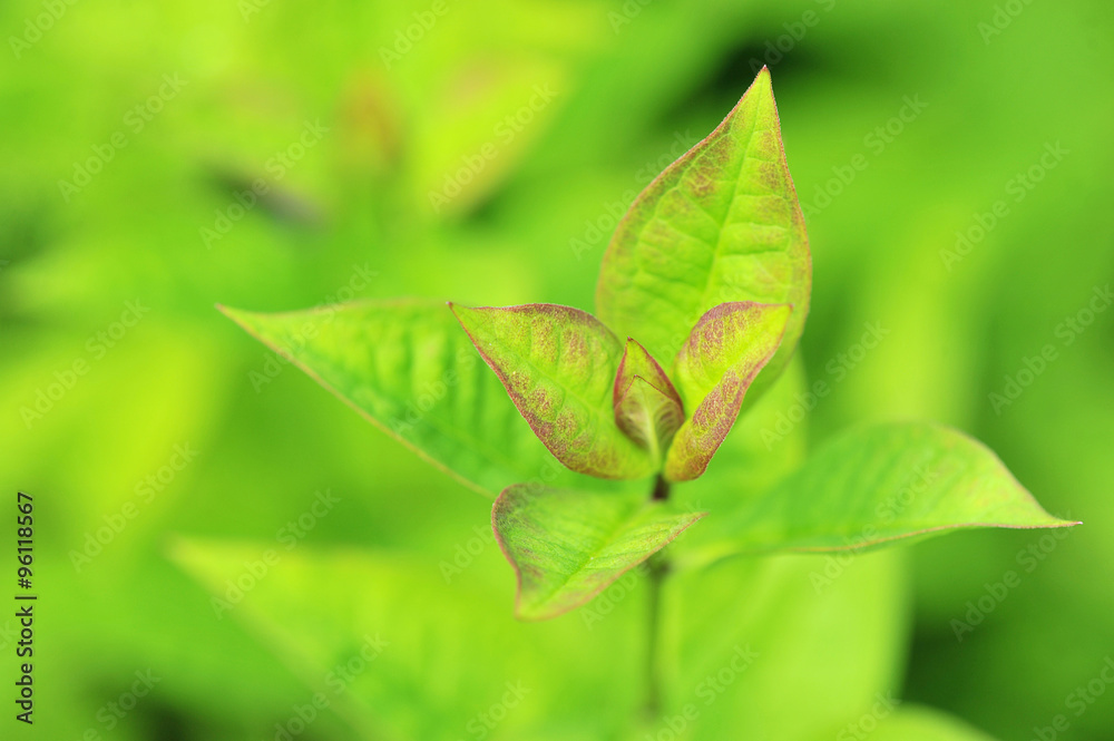 abstract green background with plants abstract green background with plants