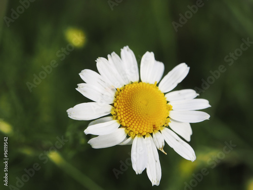 White and yellow daisies      