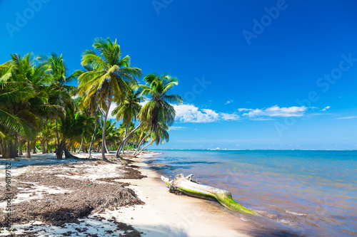 Fototapeta Naklejka Na Ścianę i Meble -  Untouched tropical beach with coconut palms in Dominican Republic