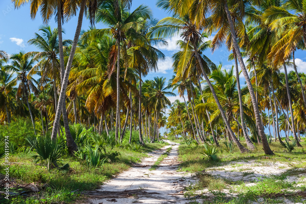 Ground road in the jungle. Dominican republic