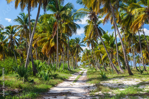 Ground road in the jungle. Dominican republic © fazeful
