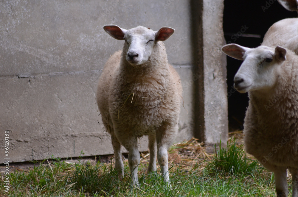 Obraz premium Sheep in a meadow