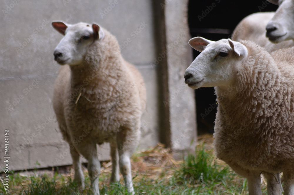 Sheep in a meadow Sheep in a meadow