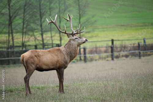 Deer grazing in the meadow