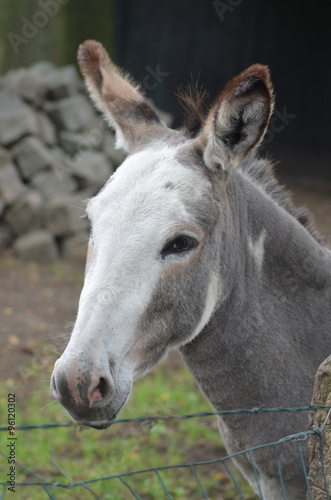 Donkey with white head