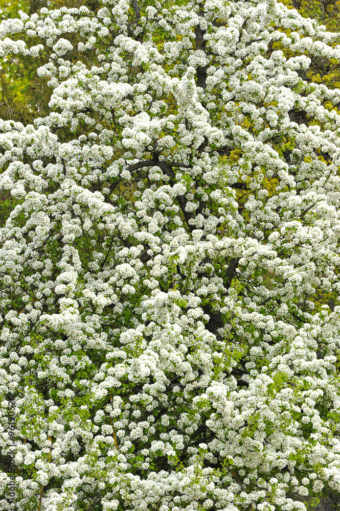background - blossoming cherry background - blossoming cherry