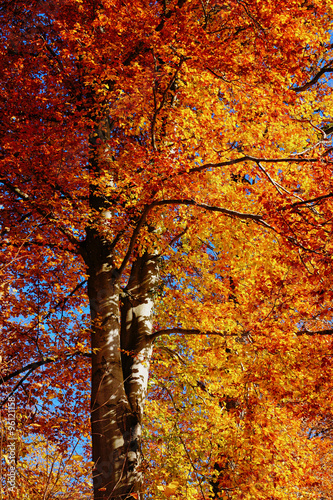 Herbstleuchten im Wald