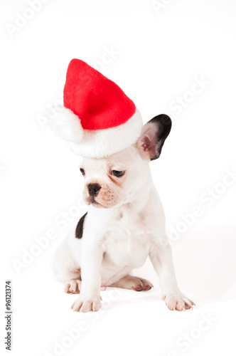 Christmas french bulldog