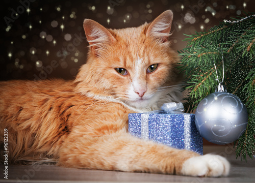 Contented ginger cat lying under Christmas tree holding a gift with his paw