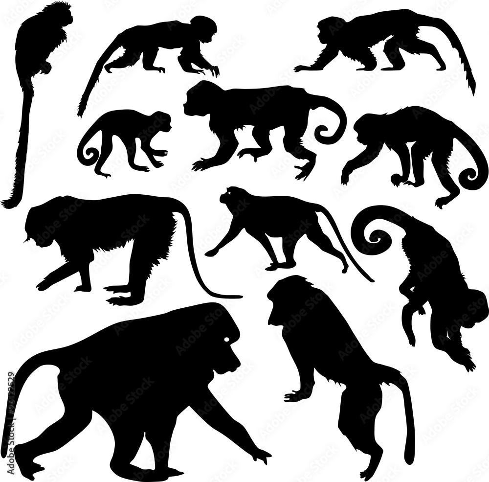 Obraz premium set of silhouettes of monkeys