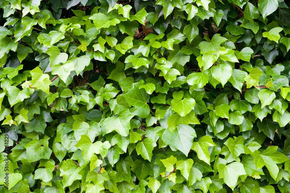 Ivy background Ivy background
