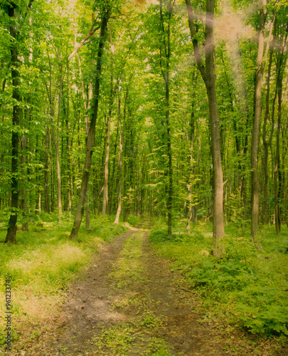 Nature background of green forest © ZaZa studio